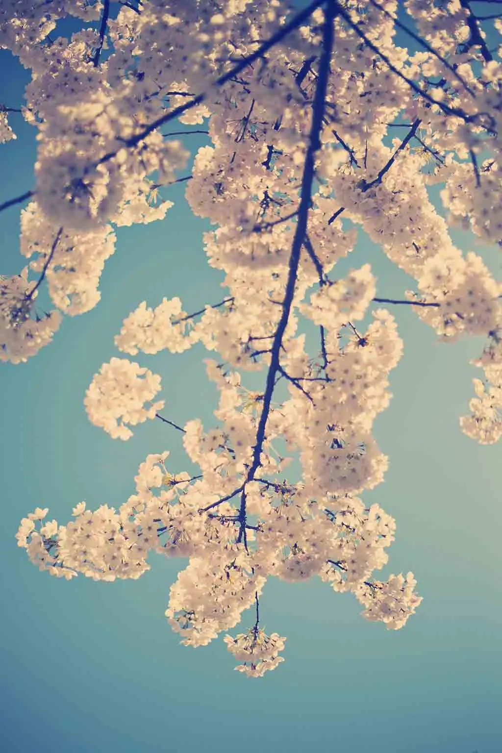 Sakura Draped Kimono